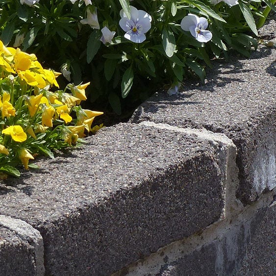Blumen und eltersberg Mauer von Markus und Elena S.